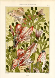 Pesce stilizzato tra piante marine (litografia)