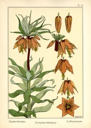 La corona imperiale