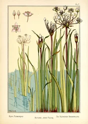 La fioritura del giunco