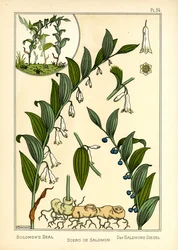 Il sigillo di Salomone