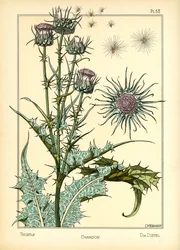 Il cardo