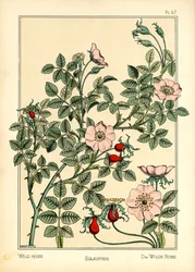 La rosa selvatica