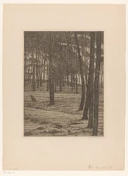 Bosco di pini I