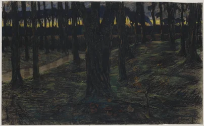 Veduta del bosco al tramonto