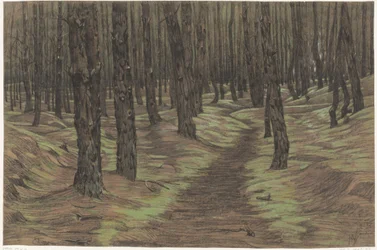 Pineta