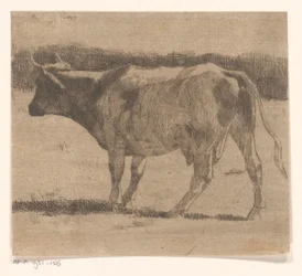 Mucca in un prato