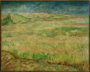 Paesaggi di grano in fiore