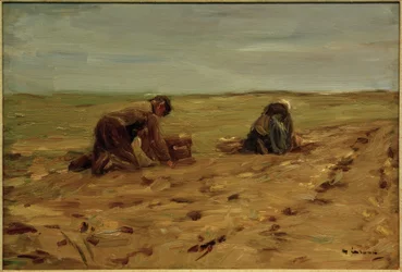 Raccolta di patate nelle dune