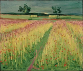 Campo di grano in fiore