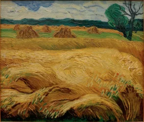 Grano maturo