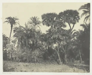 Bois de Dattiers et de Palmiers Doums, Alta Egitto