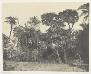 Bosco di datteri e palme doum, Alto Egitto