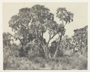 Palme Doums, Alta Egitto