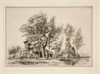 Alberi di acacia