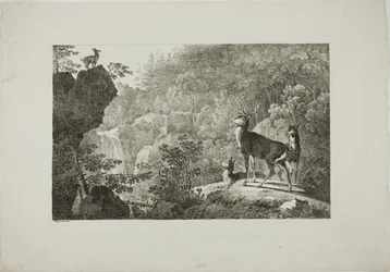 Il cervo e il camoscio