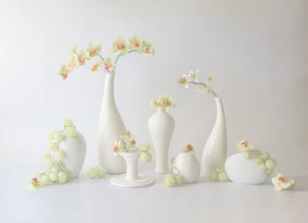 Serena composizione di orchidee