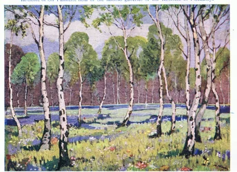 Bosco primaverile