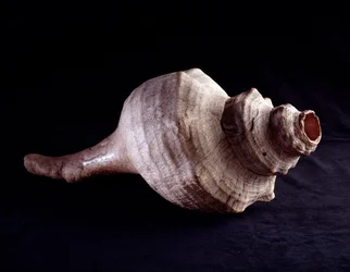 Arte precolombiana, civiltà maya, periodo classico: conchiglia marina usata come strumento musicale (tromba). Da Uaxactún, Guatemala. Dimensioni 19,2 x 41,5 cm. Guatemala, Museo Nazionale di Archeologia ed Etnologia