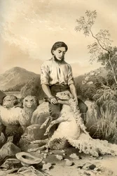 Tosatura delle pecore