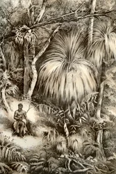 Scena della foresta della Tasmania