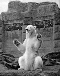 Orso polare sulla terrazza Mappin allo zoo di Londra, 1926-1927