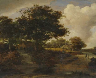 Paesaggio boschivo