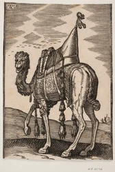 Un cammello sellato
