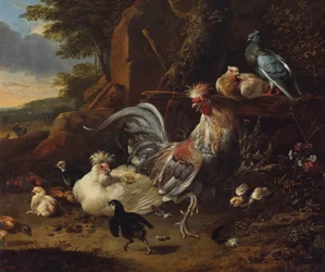 Gallo, galline e altri volatili in cortile