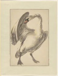 Cigno domestico bianco