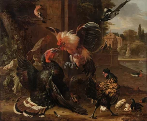 Un gallo e un tacchino che combattono