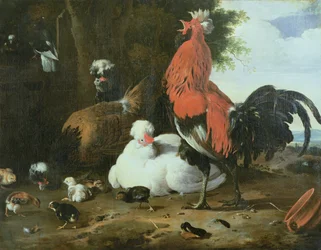 Pollame da cortile con piccioni