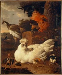 Chioccia con pulcini