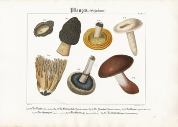 Funghi commestibili e velenosi