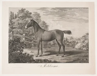 Il cavallo "Melilcoma"