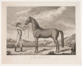 Il cavallo "Turcmainatti"