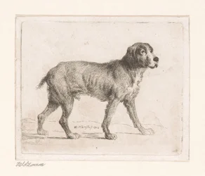 Cane