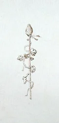 Disegno dal taccuino di Michael Faraday