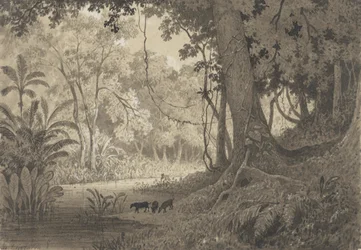 Paesaggio forestale vicino a Tamana