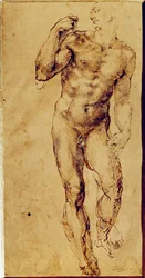 Studio di uomo nudo in piedi