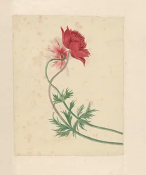 Due rami ciascuno con un fiore