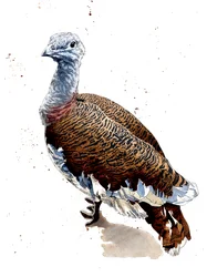 Grande Otarda su Bianco, 2020