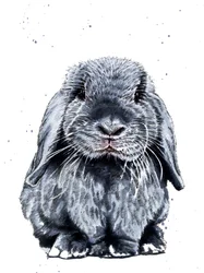 Grigio il coniglio su bianco, 2019