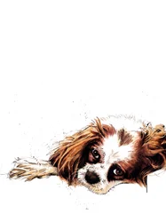 Meg, lo spaniel, sul bianco, 2020