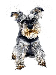 Ollie lo schnauzer su bianco