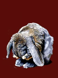 Zampe di coniglio su ossido rosso
