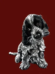 Rosie, il cocker spaniel, su ossido rosso, 2020