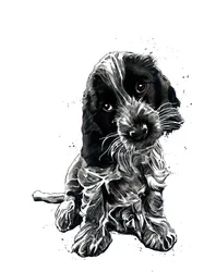 Rosie, il cocker spaniel, sul bianco, 2019