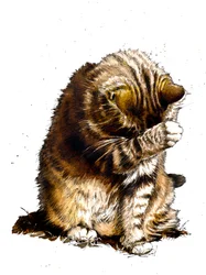 Smallfry il gatto su bianco, 2019
