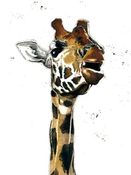 La giraffa su bianco