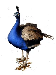 Il pavone sul bianco, 2019